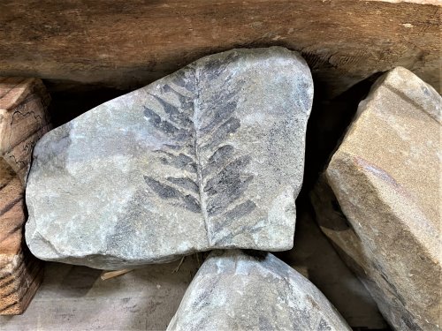 Fern fossil in rock. A rock with a fern fossil.