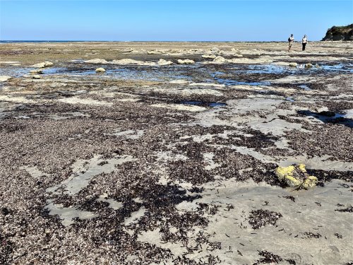 Flat rock shelf at low tide, Inverloch. Flat Rocks, which is part of the Inverloch Dinosaur Dig sites.
