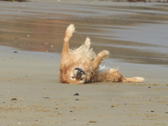 Dog rolling on sand at Phillip Island beach