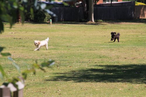 Dogs frolicking at Blue Gum Reserve, Cowes.