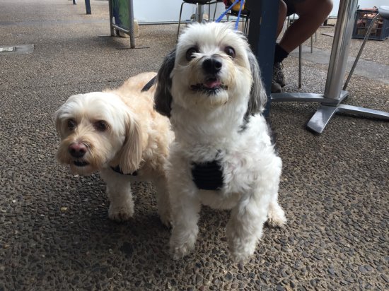 Dogs at a cafe, Cowes.