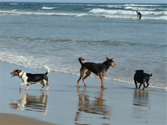 Three dogs enjoy time at the beach, Phillip Island.