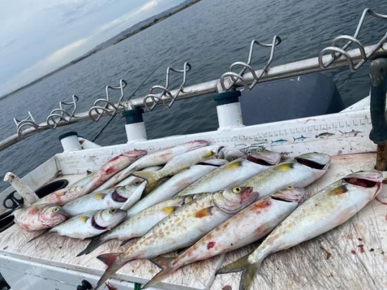 Fish catch on boat in Westernport Bay, off Phillip Island.