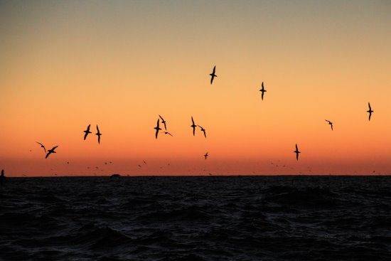 Shearwaters circling at sunset. Shearwaters returning to their rookery at Cape Woolamai, Phillip Island