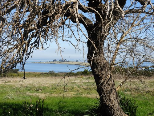 Old oak tree at Blue Gums Farm, French Island