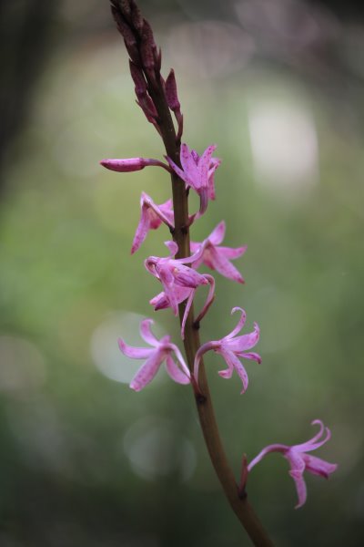 Hyacinth orchid on French Island