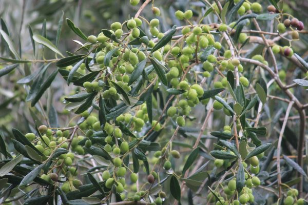 Olives at Kite Haven Olive Oil, Phillip Island