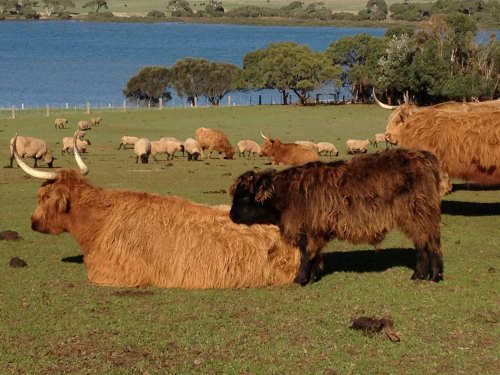 Highland cattle herd