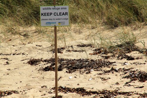 Sign at Smiths Beach, Phillip Island, advising beachgoers of the presence of a hooded plover nest.