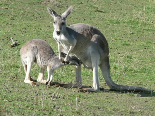 Mother kangaroo with feeding joey Mother kangaroo with feeding joey at Phillip Island Wildlife Park