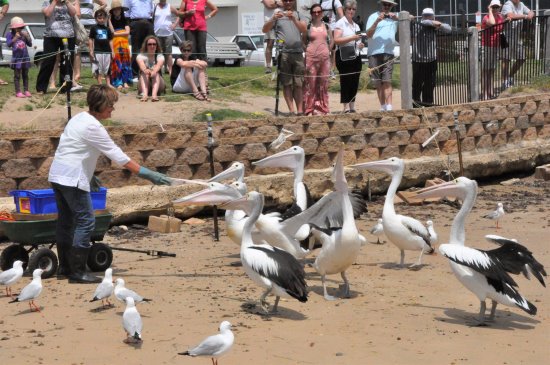 Feeding the pelicans at the beach near San Remo Co-operative
