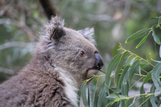 Koala at the Conservation Reserve, Phillip Island, eating eucalyptus.