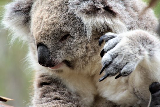 Koala face and claw.