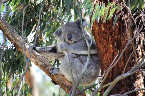 Koala at Koala Conservation Reserve, Phillip Island