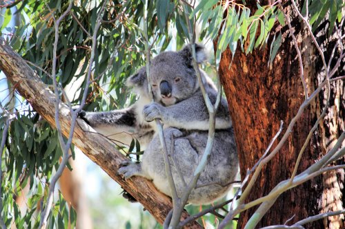 At the Koala Conservation Reserve, Phillip Island