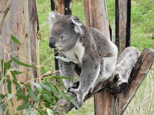 Koala on branch eating eucalyptus leaves at the Koala Conservation Reserve, Phillip Island.