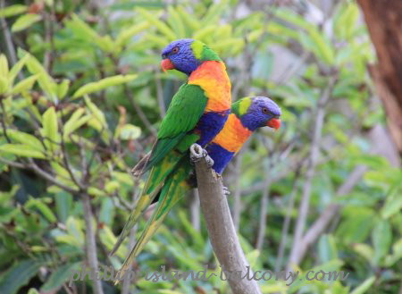Rainbow lorikeets in my garden, Phillip Island