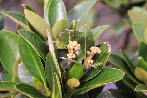 Mangrove flower, Rhyll Inlet