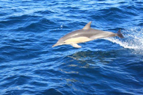 Common Dolphin leaping above the waves. A leaping Common Dolphin.