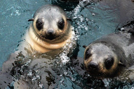 Australian fur seal pups at Seal Rocks, Phillip Island.