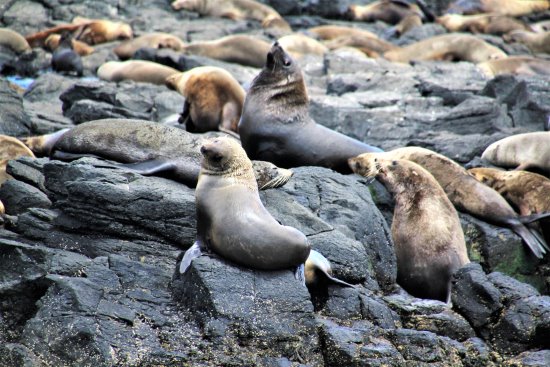Australian fur seals basking at Seal Rocks, Phillip Island.