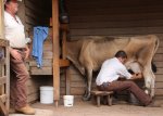 Cow milking demonstration at Churchill Island Heritage Farm