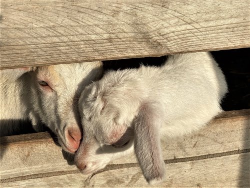 Two baby goats in the petting nursery at Caldermeade Farm.