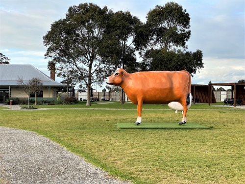 A statue of a jersey cow on a lawn. A statue of a Jersey cow stands in a paddock at Caldermeade Farm.