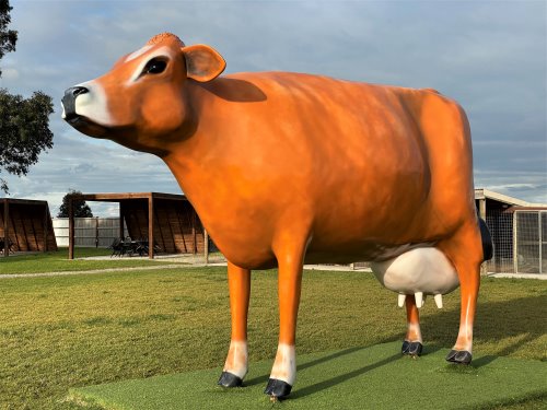Giant Jersey cow statue at Caldermeade Farm.