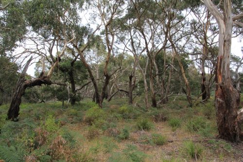 Woodland at Oswin Roberts Reserve, Phillip Island