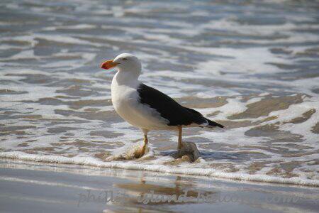 Pacific gull on the shore, Phillip Island