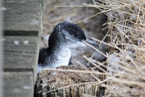 Moulting penguin at The Nobbies, Phillip Island