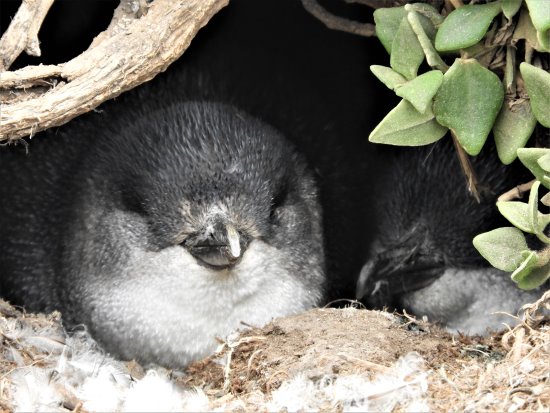 Penguin, with its young, resting in its burrow at Phillip Island's little penguin colony.