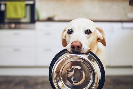 Dog carrying a food bowl in it's mouth