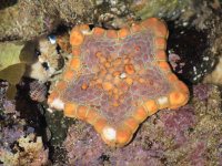 Orange biscuit sea star