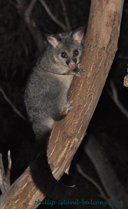 Brush tailed possum in eucalyptus tree.