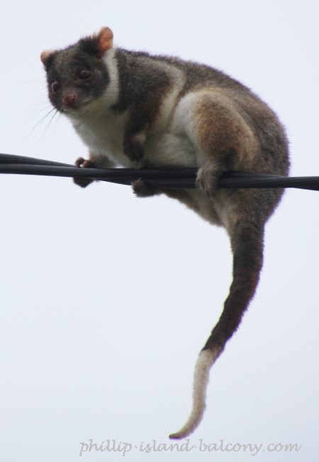 Startled ring tailed possum using an electricity wire to move around above ground, Phillip Island.
