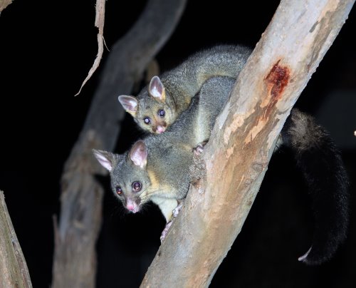 Brushtail possum with baby in tree on Phillip Island