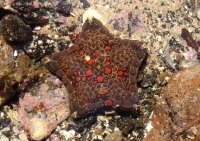 Red biscuit sea star