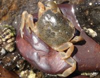 Notched shore crab