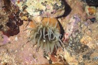 White striped anemone