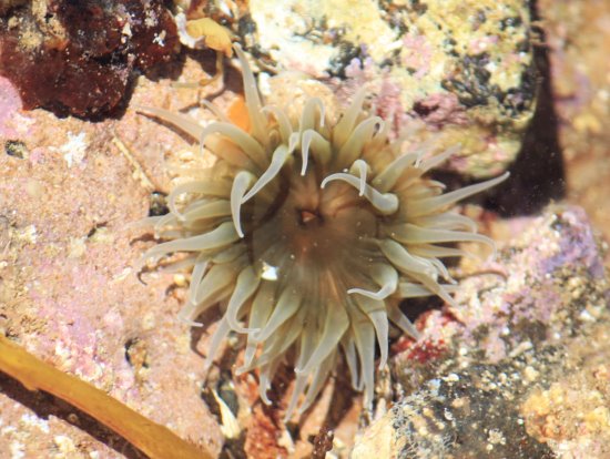 A sea anemone in a rock pool.