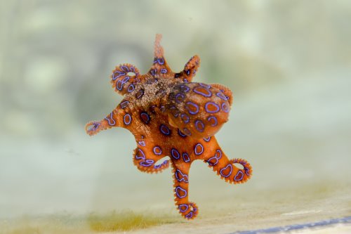 A blue ringed octopus.
