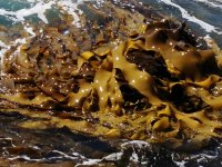 Bull kelp