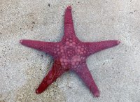 Purple five armed sea star.