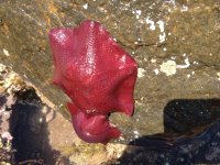 Crimson sea star