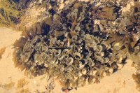 Lovely curled seaweed, name unknown.