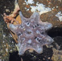 Eight armed sea star