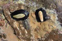 Elephant snails