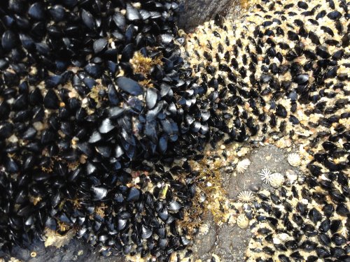 Flea Mussels